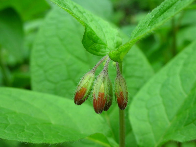 Symphytum tuberosum / Consolida femmina